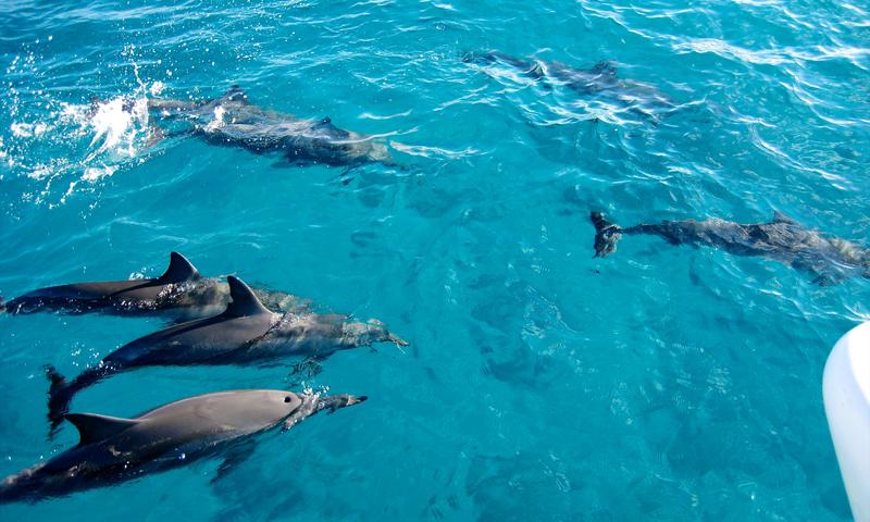 Day Trip to  Dolphin Snorkeling and Jozani Forest Tour